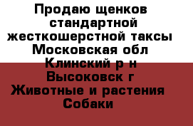 Продаю щенков, стандартной жесткошерстной таксы - Московская обл., Клинский р-н, Высоковск г. Животные и растения » Собаки   